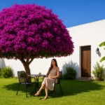 bougainvillea-1-jpg.webp.webp