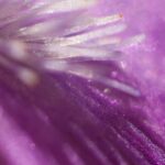 magenta-abstract-bokeh-background-royalty-free-image-1745933730.pjpeg_.jpeg