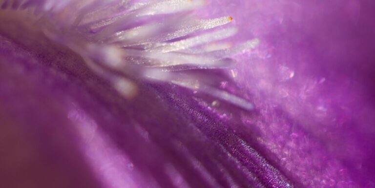 magenta-abstract-bokeh-background-royalty-free-image-1745933730.pjpeg_.jpeg
